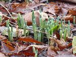 P1020361Schneeglöckchen.JPG