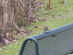 P1020362Rotkehlchen.JPG