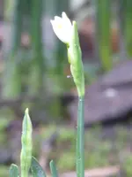 P1020375Sommerknotenblume.webp