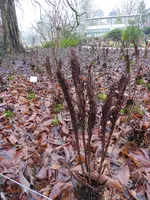 P1020378Trichterfarn.webp