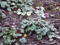 P1020391Vorfrühlingsalpenveilchen.webp