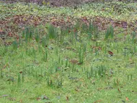 P1020400Narcissen.webp