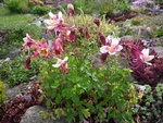 Aquilegia_Red Hobbit_28.05.2020.JPG