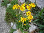 Arnica montana_25.05.2020.JPG