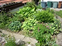 Schattenbeet_30.05.2020.webp