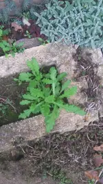 Mohn.webp