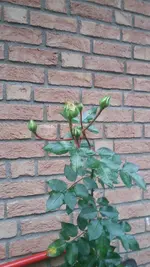 20210104_144504.webp