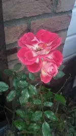 20201217_131706.webp