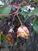 20210105_161718.webp