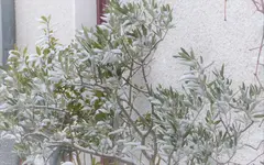 P1260400.webp