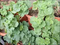c037.webp