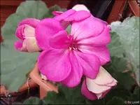 c038.webp