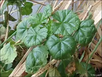 c040.webp