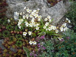 Pflanzenkombination auf 30 mal 30 cm_Saxifraga_ Sempervivum_Sedum_Euphorbia_Linaria_30.05.2020.JPG