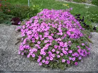 Phlox douglasii _Crackerjack_01.05.2020.webp