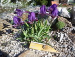 Iris attica_21.04.2018.JPG