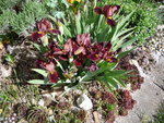 Iris barbata_Rotbraun_01.05.2020.JPG