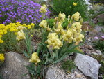 Iris schachtii_Zwer-Bartiris_01.05.2020.JPG