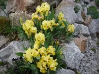 Iris reichenbachii_24.04.2019.JPG