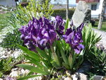 Iris pumilla_20.04.2019.JPG