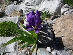 Iris klausii_20.04.2019.JPG