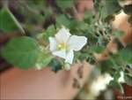c049.jpg