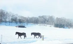 DSCF4480 (2).webp DSCF4480 (2).webp