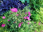 IMG_20200915_130855_3.jpg