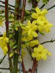 P1020355Winterjasmin.JPG
