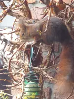 P1020420Hörnchen.webp