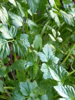 P1020422Glatte Petersilie.webp