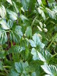 P1020422Glatte Petersilie.JPG