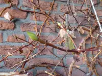 P1020429Hortensienknospen.webp