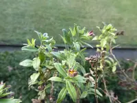 P1020430Minipetunien.webp
