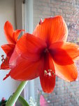 P1020431Amaryllis.JPG