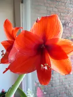 P1020431Amaryllis.webp