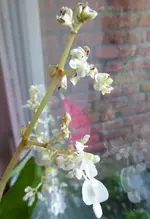 P1020432Schiefblattbegonie.webp
