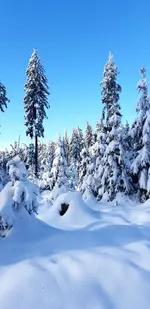 IMG-20210110-WA0012.webp