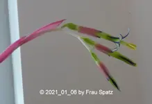 Forum Tillandsie 2021_01_06 P1160384.webp