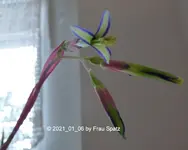 Forum Tillandsie 2021_01_06 P1160385.webp