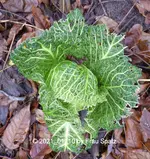 Forum Wirsing 2021_01_10 P1160391.webp