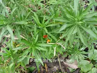 Forum Goldlack 2021_01_10 P1160389.webp