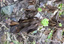 Forum Margerite 2021_01_10 P1160388.webp