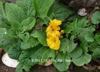 Forum Primel gelb 2021_01_10 P1160387.webp