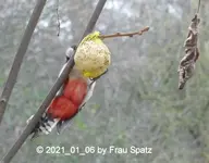 Forum Specht bunt 2021_01_06 P1160380.webp