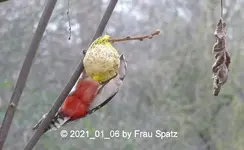 Forum Specht bunt 2021_01_06 P1160383.webp