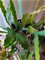 IMG_20210111_112244_4.webp IMG_20210111_112244_4.webp