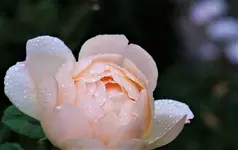 fürJoa2.webp