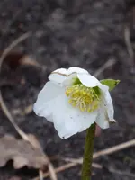 P1020331.webp