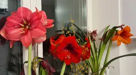 20210112_190045.webp